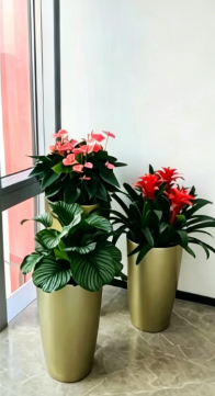 北仑室内绿植出租方案-杭州湾室内植物租赁-北仑花卉租摆摆放位置-杭州湾花卉租摆合作